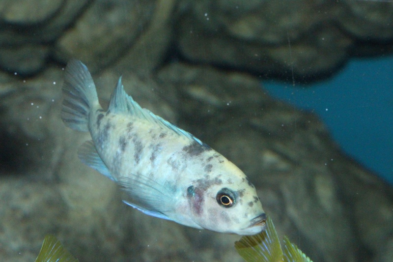 Maylandia callainos 'Chitande Island'